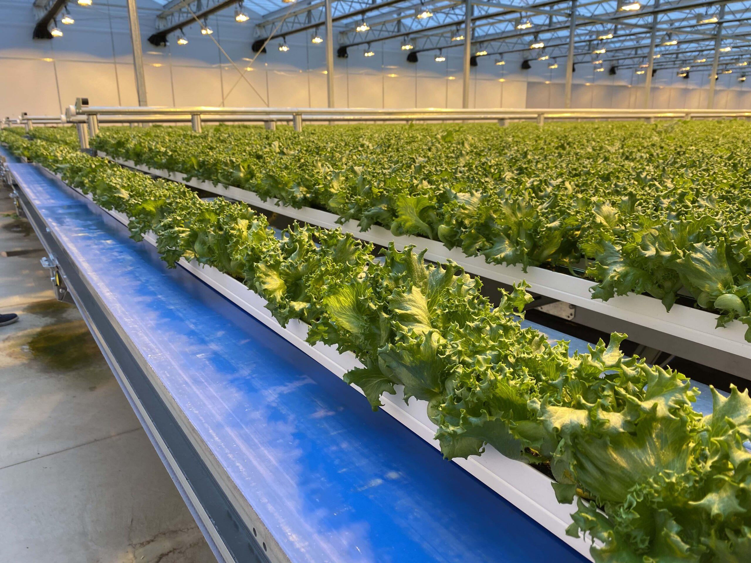 Our growing systems - Green Automation
