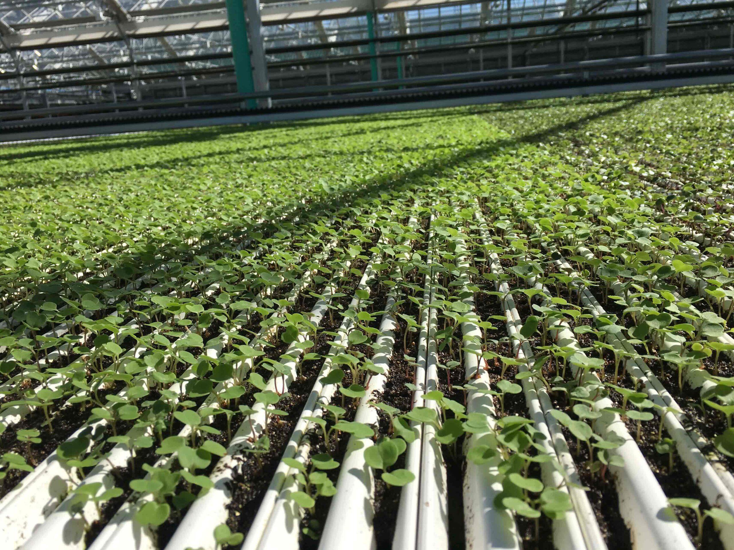 Our growing systems - Green Automation