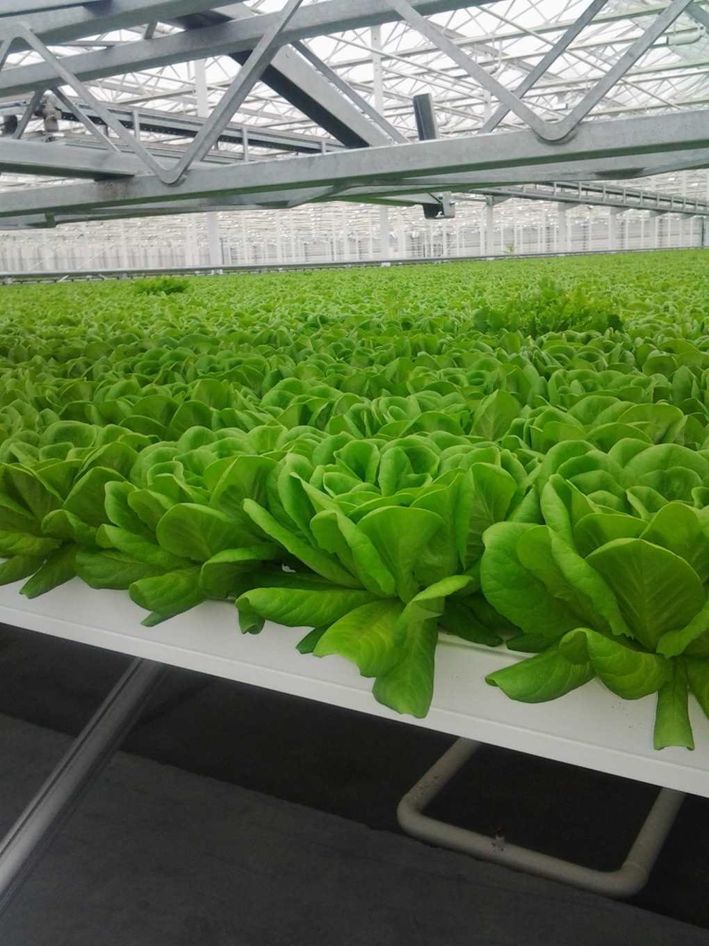 Our growing systems - Green Automation